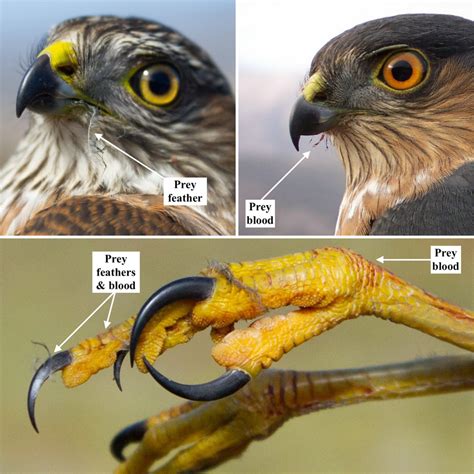 Close‐up images of migrating sharp‐shinned hawk beaks and talons ...