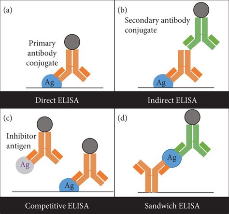 Types of ELISA. (a) Direct: an antigen is immobilized on the surface of... | Download Scientific ...