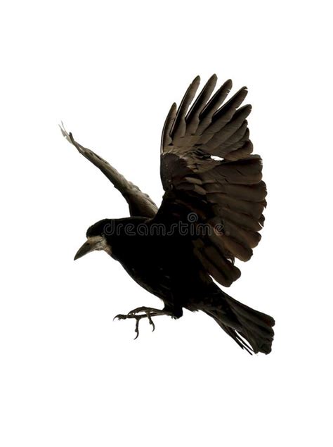 Flying raven stock image. Image of wing, raven, white - 21079197