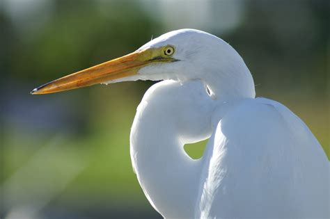 Free photo: White Crane Bird - Animal, Avian, Beak - Free Download - Jooinn