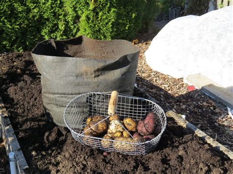 Root crop harvest - Susan's in the Garden