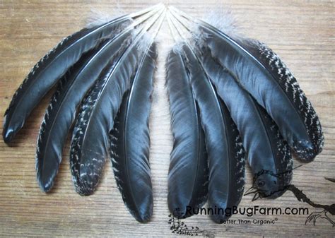 Dark Brahma Hen Secondary Wing Feathers Qty: 8 Size: 6-6.5" (Gallus ...