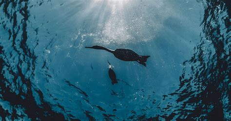 How to Snap Amazing Photos of Birds Under the Water | Audubon