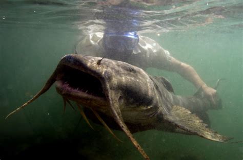 The Mekong Giant Catfish | The Biggest Animals Kingdom