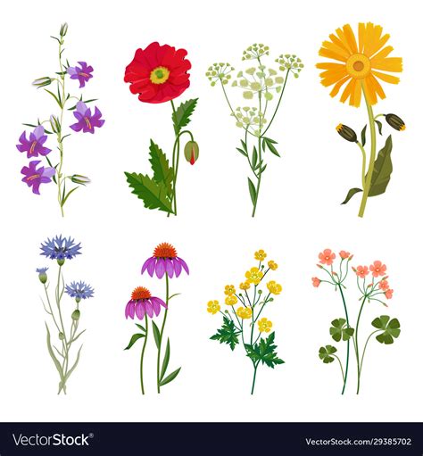 Wild flowers plants botanical collection Vector Image