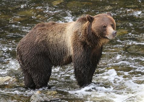 B.C. government bans grizzly bear trophy hunt – Revelstoke Mountaineer