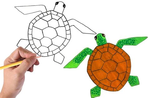 How to Draw a Sea Turtle : Easy Step-By-Step Tutorial