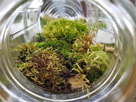 Create Your Own Mini Ecosystem at Home! - Shaver’s Creek Environmental ...