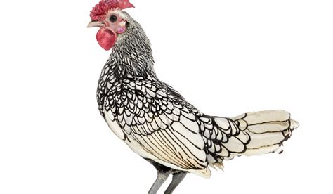 Bantam Chicken Breeds - Farmhouse Guide