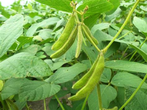 Best Fertilizer for Soybean Crop: Organic, Compost, NPK, When and How To Apply