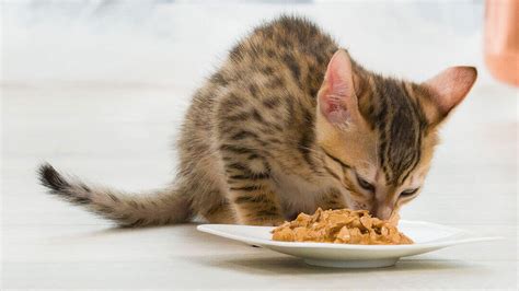 Kitten Teething: Signs & How To Help A Teething Kitten | Purina