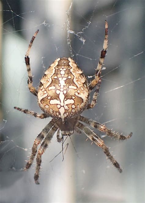 Bug o’the Week – Cross Orbweaver Spider – Riveredge Nature Center