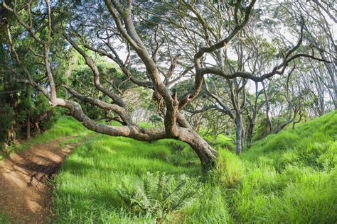 Koa trees (Koa acacia) in Keanakolu State Park along Mana Road; Keanakolu, Island of Hawaii ...