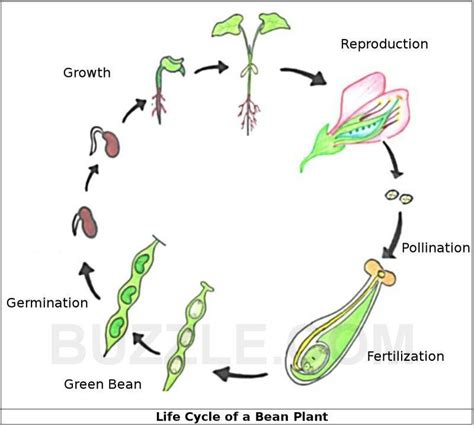 A well-illustrated article about the life cycle of a bean plant. | Life ...