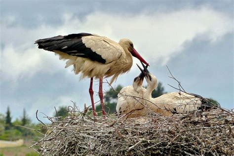 Live Wildlife Cameras You Can Watch During Lockdown - Nature TTL