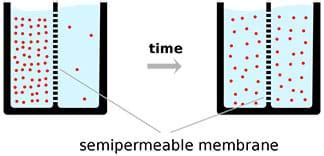 Semipermeable membrane examples | scienceforyou