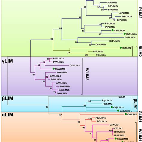 Phylogenetic tree demonstrating the evolutionary relation of the ...