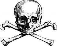 Skull Free Stock Photo - Public Domain Pictures
