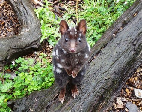 Devils @ Cradle (Cradle Mountain-Lake St. Clair National Park, Australia): Top Tips Before You ...