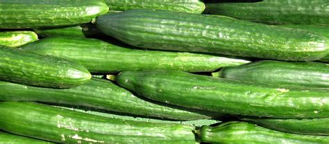 Cucumbers: greenhouse - Scotsdales Garden Centre