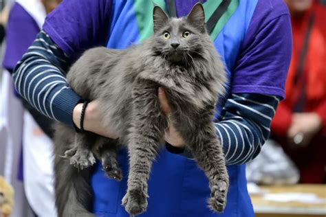 Nebelung Cat: A Brief Guide | Blog - Cattitude