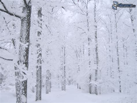 Snowy forest