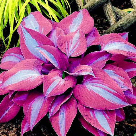 150Pcs/Pack Hosta Flower Seeds Garden Perennials Ornamental Lily Shade ...