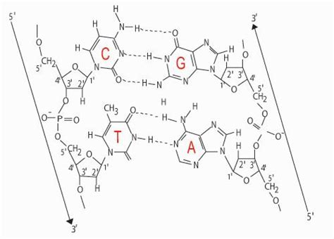 Biology matters: Biological molecules wksht B: Structured Q1c (Why does ...