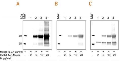 Western blotting guide: Part 6, Secondary Antibodies