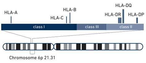 More Complete HLA Analysis - 10x Genomics