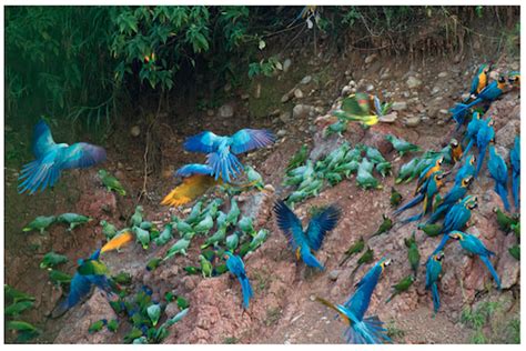 Peru ExperienceTambopata Rainforest, 5d/4n - Peru Experience