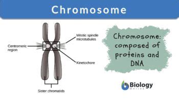 Chromosome - Definition and Examples - Biology Online Dictionary