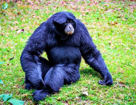 Siamang Gibbon Characteristics | Symphalangus Syndactylus Facts