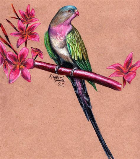 Drawing of Birds With Colour