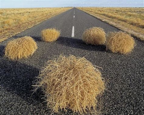 Tumbleweed - Alchetron, The Free Social Encyclopedia