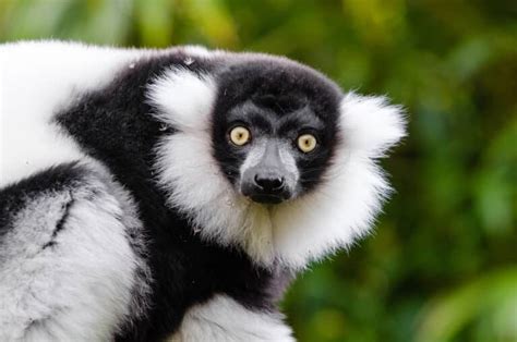 Top 10 Facts About Lemurs – Lemur Conservation Network