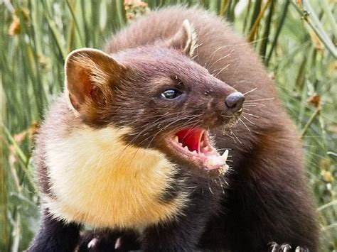 Pine Marten (European Pine Marten) Facts and Pictures