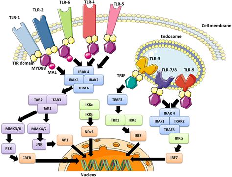 The TLR signaling pathway and modulation effector molecules. Depending... | Download Scientific ...