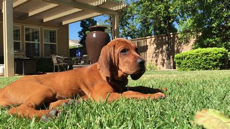 Redbone Coonhound Puppy 2 - YouTube