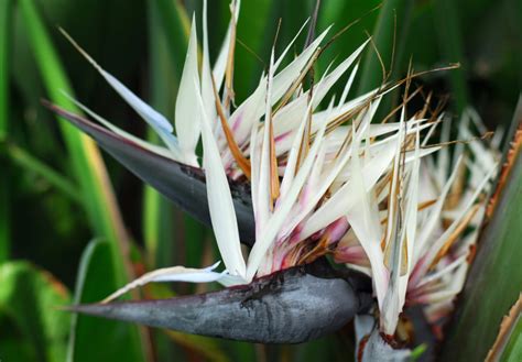 White Bird of Paradise