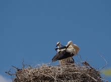 Wood Storks Nesting Free Stock Photo - Public Domain Pictures