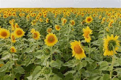 Fields with an infinite sunflower a beautiful landscape color image 22656876 Stock Photo at Vecteezy