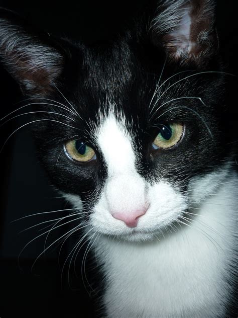 Free Images : black and white, view, kitten, darkness, black cat, close up, nose, whiskers, eye ...