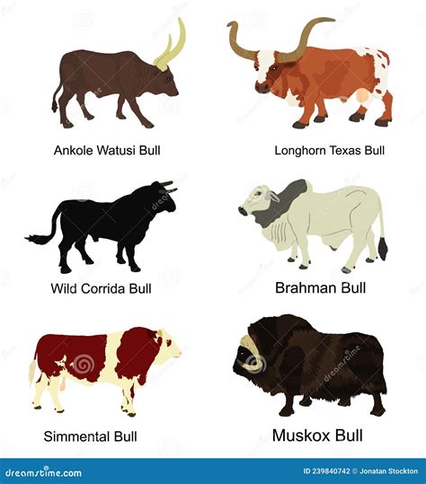 Bull Collection Vector Illustration Isolated on White Background. Stock ...