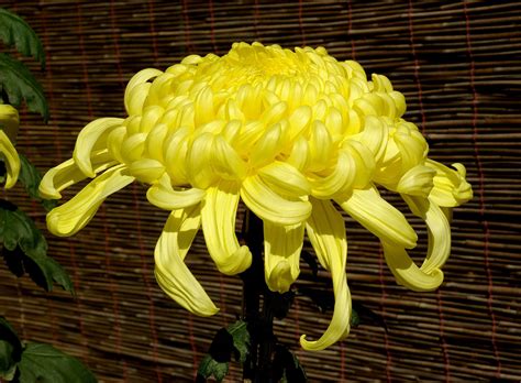 An Irregular Incurve chrysanthemum, or 大菊 ogiku in Japanese, meaning ...