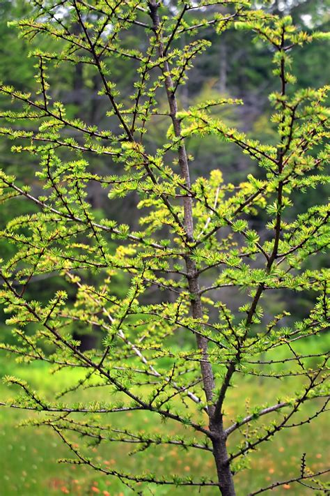 American Larch | Medium Tree Seedling – The Jonsteen Company