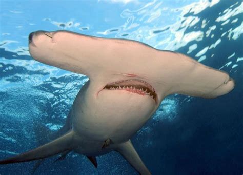 Hammerhead sharks have disproportionately small mouths. | Shark facts ...