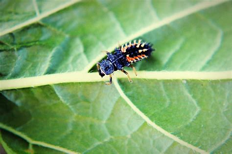 10 Tips for Attracting Butterflies to Your Backyard