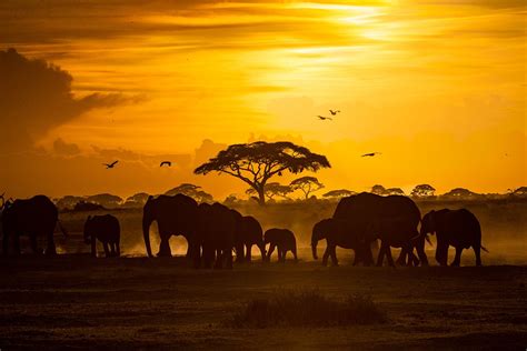 elephants-sunset-silhouette - Thomson Safaris