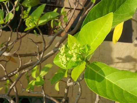 Nyctaginaceae – eFlora of India